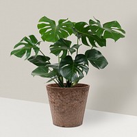 Monstera deliciosa plant in a pot