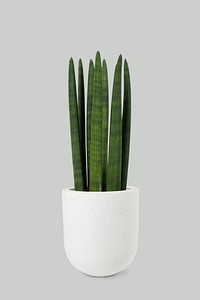 Cylindrical snake plant in a white pot