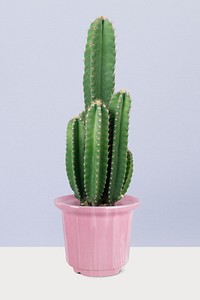 Cereus Cactus in a pot