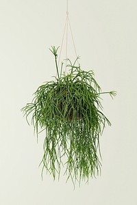 Hanging grass plant on blue