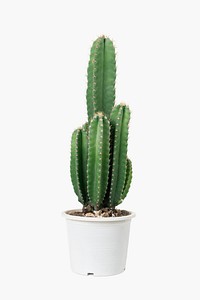 Cereus Cactus psd plant mockup in a pot