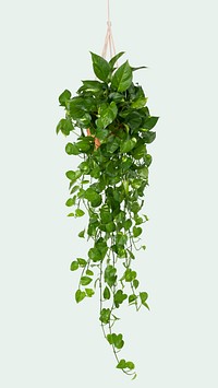 Marble Pothos psd mockup indoor hanging plant