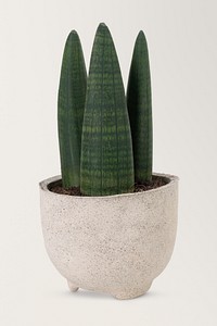 African spear plant in a pot