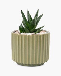 Aloe vera plant psd mockup in a cute pot
