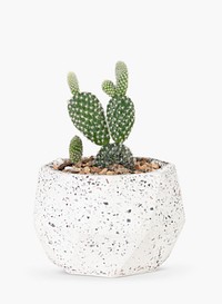 Bunny ears cactus mockup psd in a pot