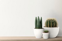 Small cacti with a white wall background