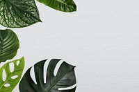 Green Monstera leaf background with design space