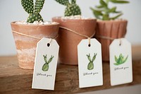 Cute cacti in terracotta pots with paper labels