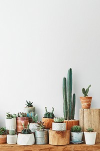 Variety of cacti and succulents for home decor