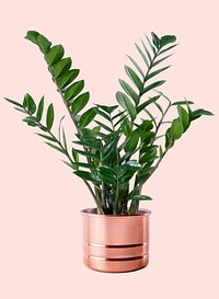 Zanzibar gem plant psd mockup in a pot