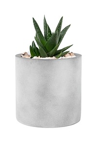 Aloe vera plant psd mockup in a cute pot