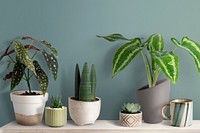 Cute small plants on a shelf