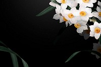 Daffodil border vector on black background