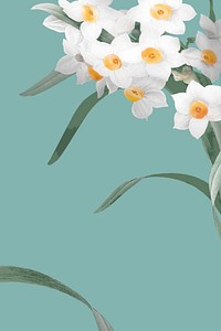 Daffodil border vector on green background