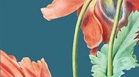 Poppy HD wallpaper vector illustration, remixed from public domain artworks