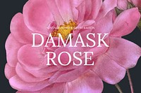 Floral web banner template vector with damask rose background, remixed from public domain artworks