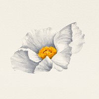 Vintage white poppy flower psd illustration, remixed from public domain artworks