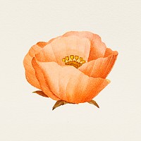 Vintage orange poppy flower psd illustration, remixed from public domain artworks