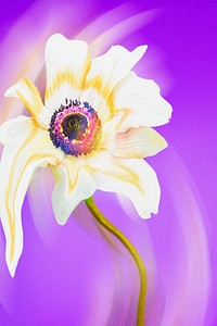 Aesthetic background purple wallpaper, white anemone flower trippy abstract design