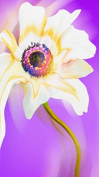 Aesthetic background purple wallpaper, white anemone flower trippy abstract design