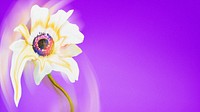 Aesthetic background purple wallpaper, white anemone flower trippy abstract design