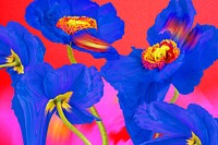 Floral background vector, blue poppy psychedelic art