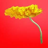 Aesthetic flower element, psychedelic yellow buttercup