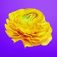 Aesthetic flower element, psychedelic yellow buttercup