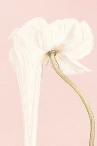 Flower background, pink and white anemone psychedelic art