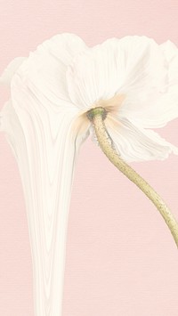 Flower background, pink and white anemone psychedelic art