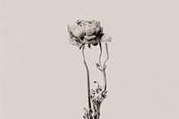 Ranunculus in grayscale with risograph effect remixed media