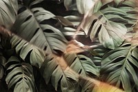 Monstera leaf with prism lens effect