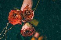 Red rose wallpaper in rain moody background