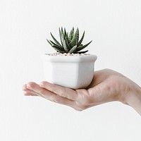 Hand cupping succulent houseplant, minimal aesthetic, hobby photo