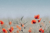 Spring background, aesthetic poppy flower