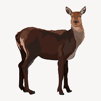 Deer without horns, wild animal illustration psd