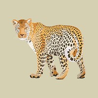 Leopard illustration clipart, safari wild animal psd