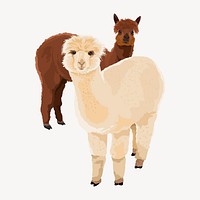 Alpacas, white and brown illustration clipart vector