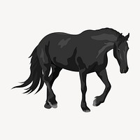 Black horse, realistic animal illustration psd