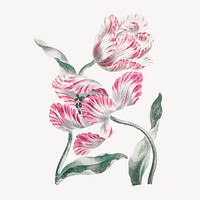 Aesthetic tulip flower graphic, vintage illustration vector