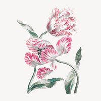 Pink flower illustration, vintage graphic psd