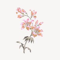 Pink flower illustration, vintage graphic vector