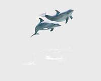 Jumping dolphins sticker, sea animal image psd