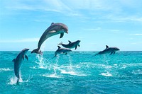 Jumping dolphins background, beautiful ocean photo