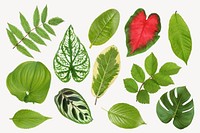 Aesthetic leaves sticker, botanical, plant cut out set psd
