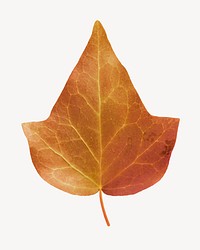 Autumn Ivy leaf isolated, Fall season aesthetic