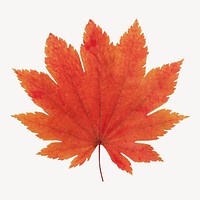 Autumn maple leaf sticker, season aesthetic psd