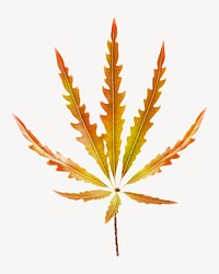 Orange Marijuana leaf sticker aesthetic psd