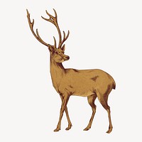 Stag sticker, vintage animal illustration vector 