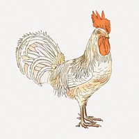 Vintage chicken sticker, farm animal illustration psd